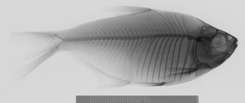 Media type: image;   Ichthyology 30942 Aspect: lateral